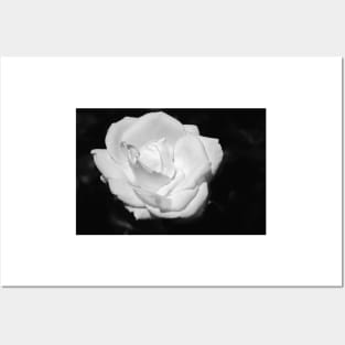 Heart Petal White Rose Posters and Art